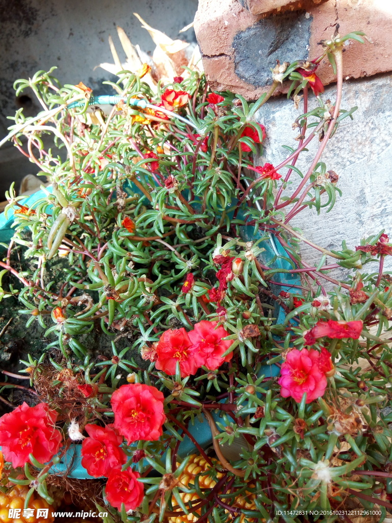 马蜂菜花