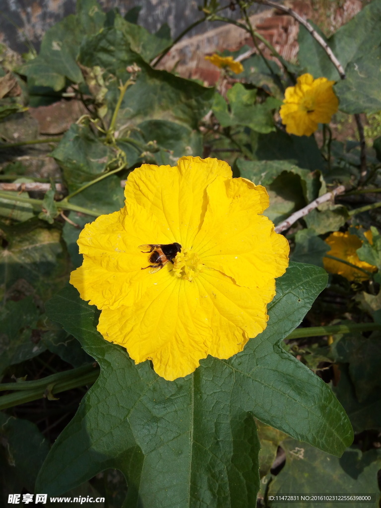 丝瓜花