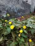 丝瓜花