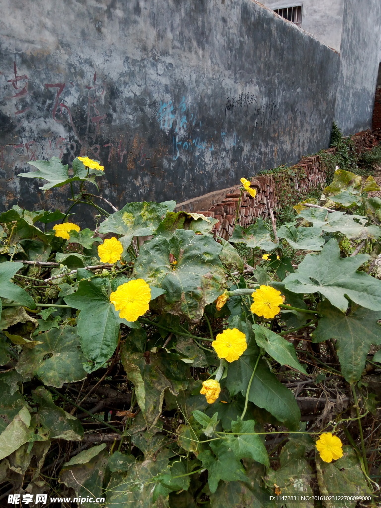 丝瓜花