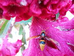 蜜蜂
