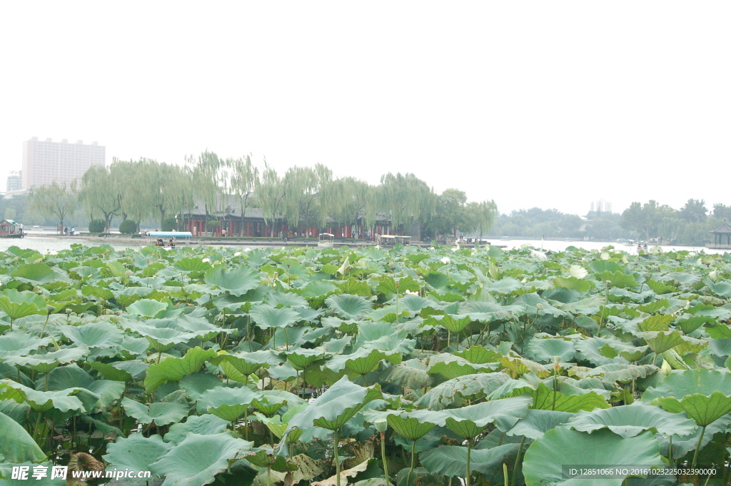 大明湖荷花