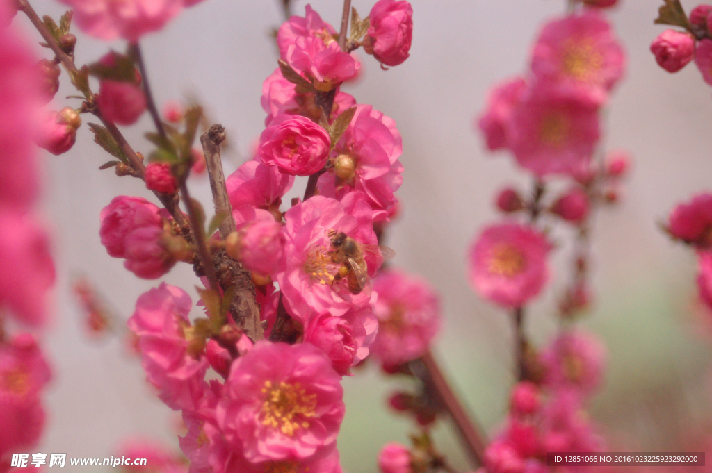 蜜蜂与粉色的迎春花