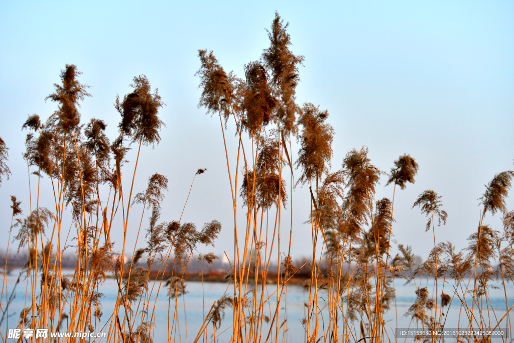 芦苇  河边芦苇  芦花