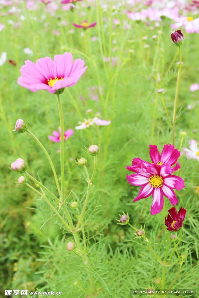 花草间