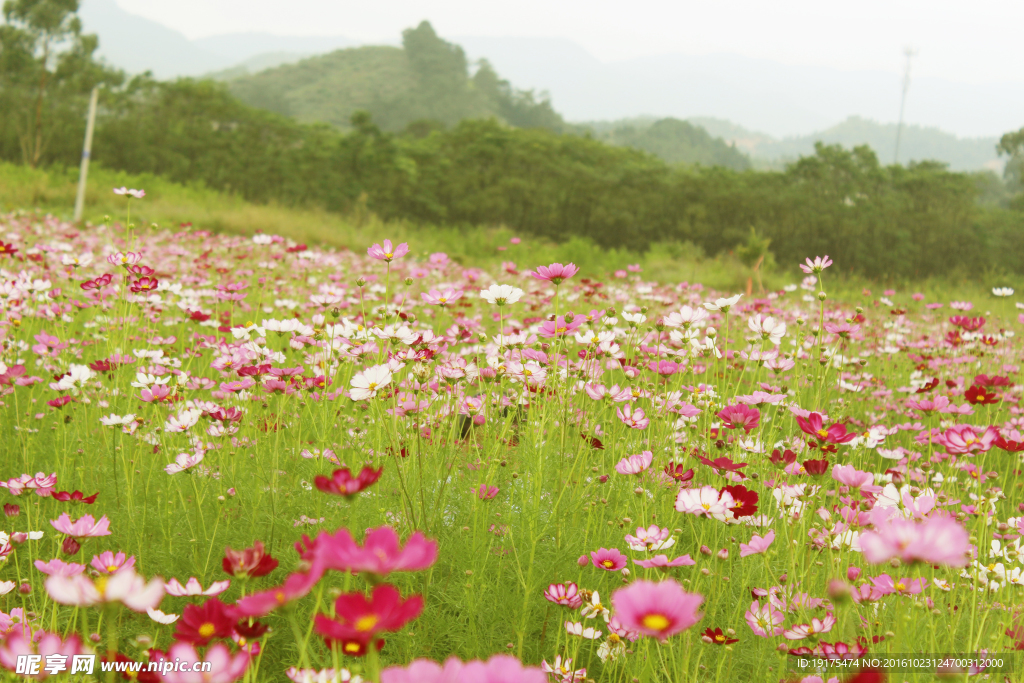 花海棱山脉