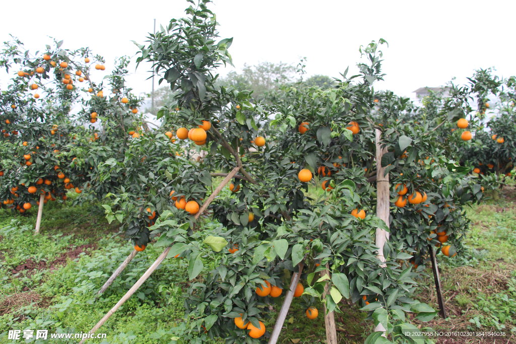 水果 柑橘 果树