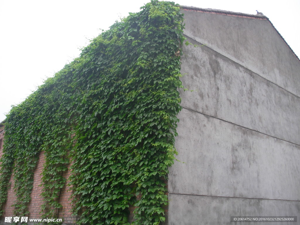 爬山虎