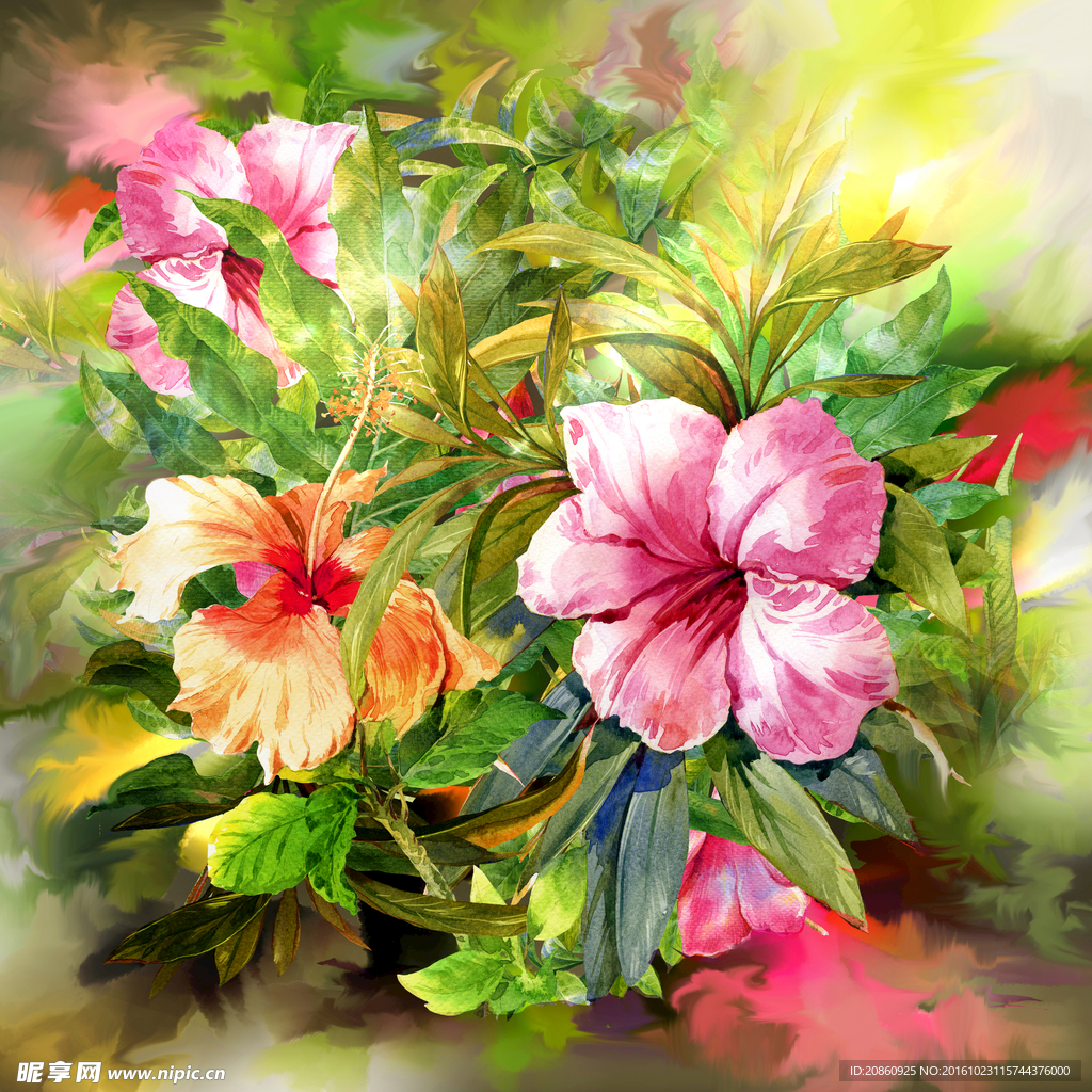 美丽花朵图片