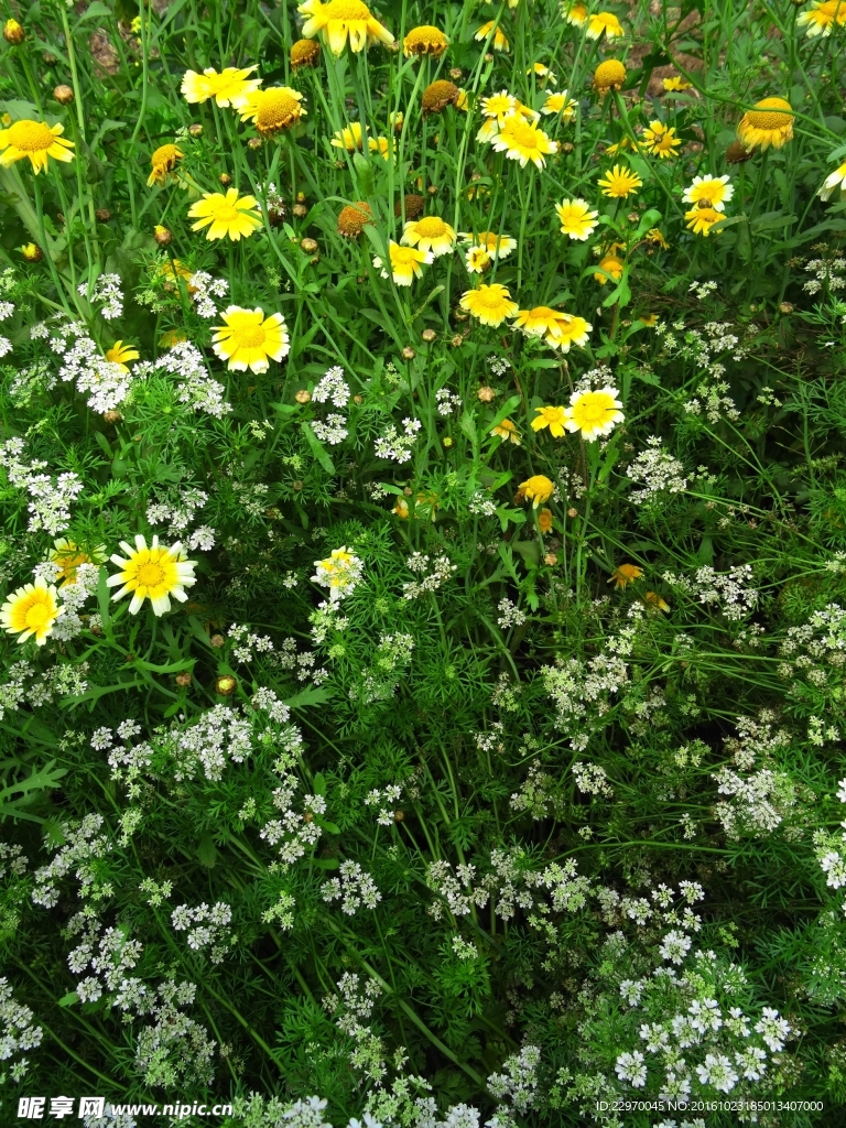 茼蒿花 香菜花