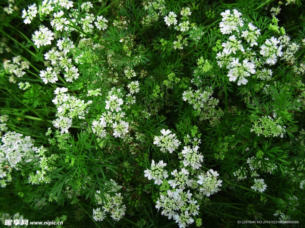 香菜花