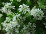 香菜花