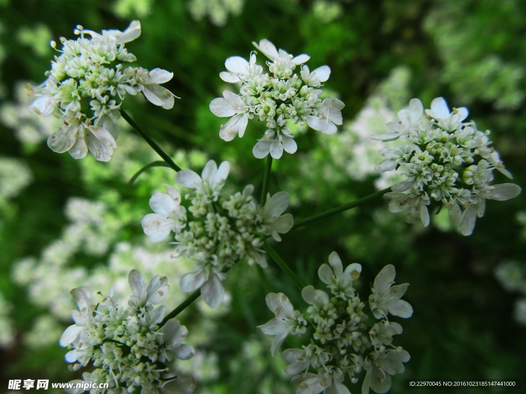 香菜花