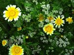 茼蒿花 香菜花