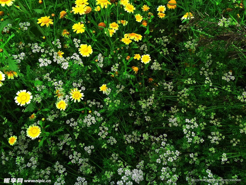 茼蒿花 香菜花