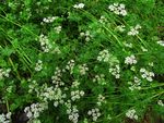 香菜花