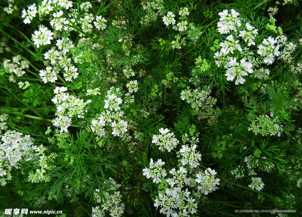 香菜花