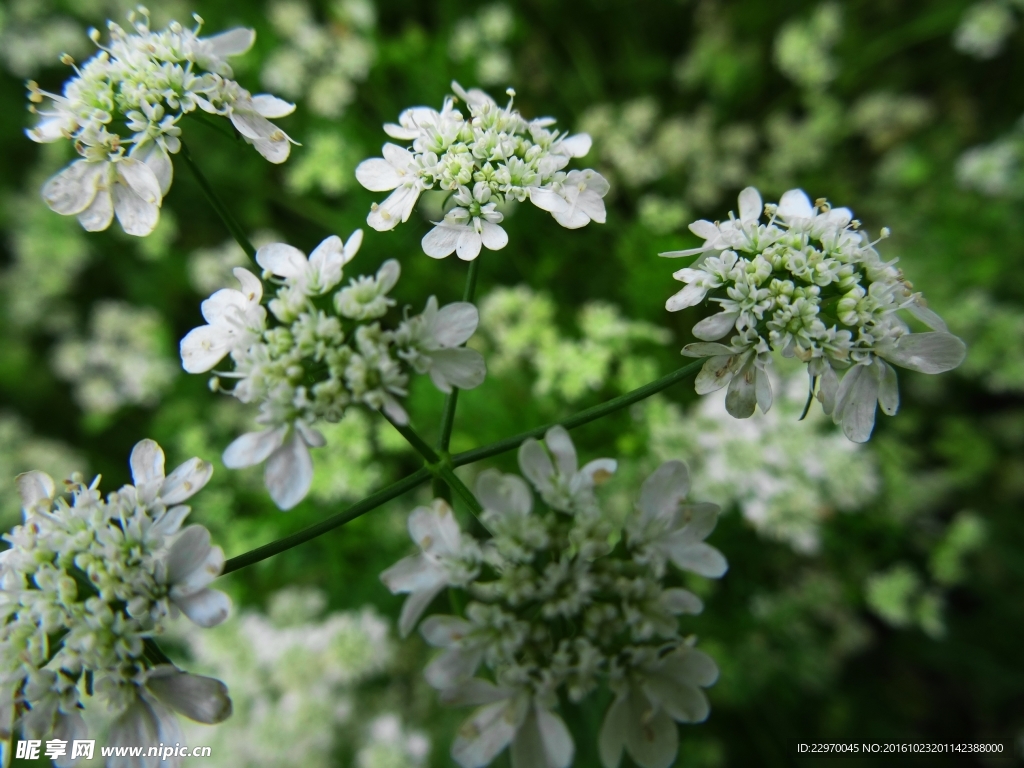 香菜花