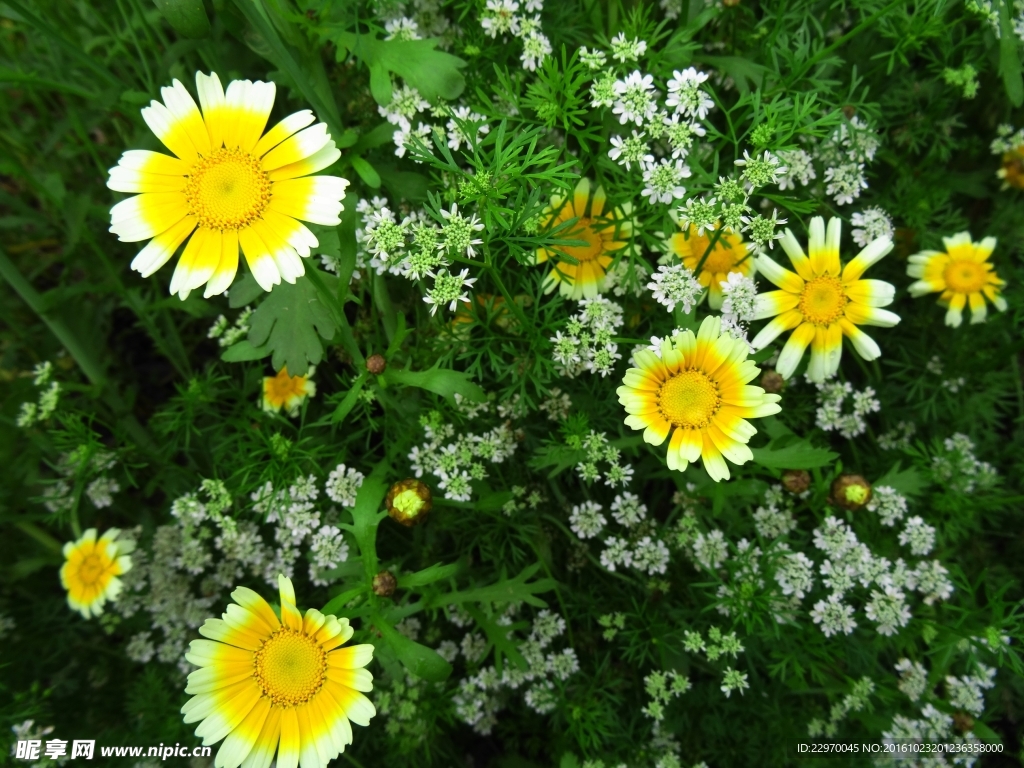 茼蒿花 香菜花