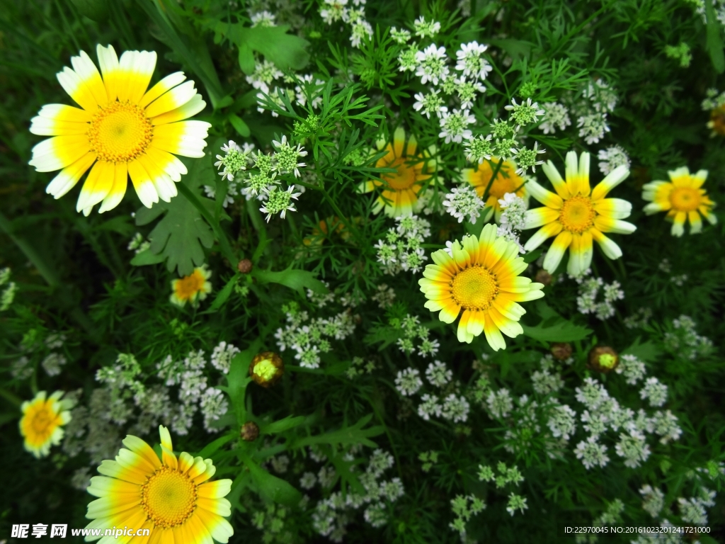 茼蒿花 香菜花