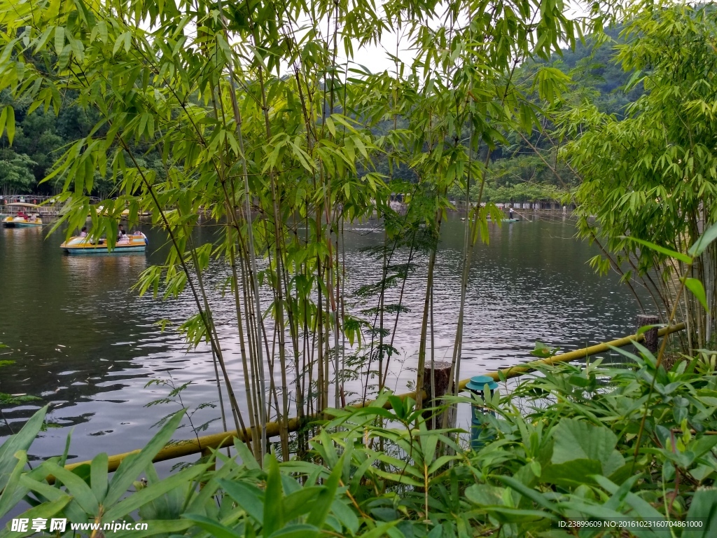 湖边竹林