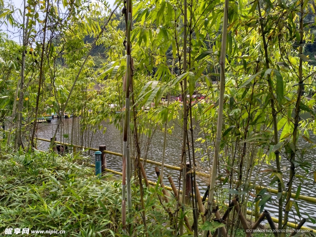 湖边竹林