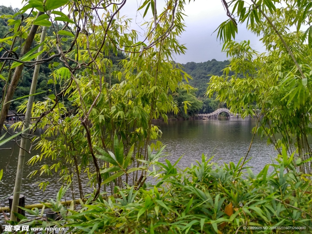 湖边竹林