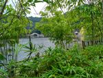 湖边竹林