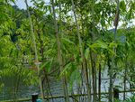 湖边竹林