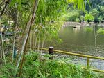 湖边竹林