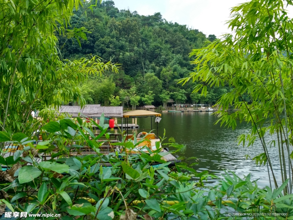 湖边竹林