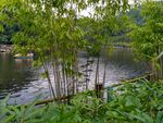 湖边竹林