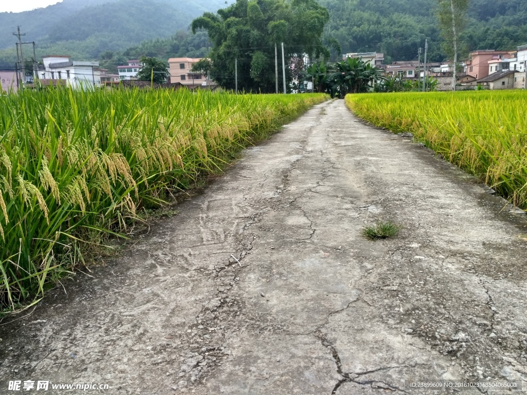 田园小路