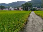 田园小路