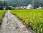 田园小路