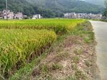 田园小路