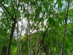 竹林