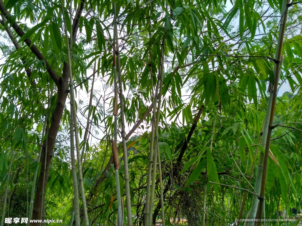 竹林
