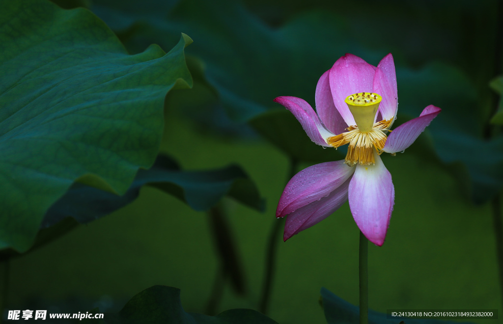 荷花