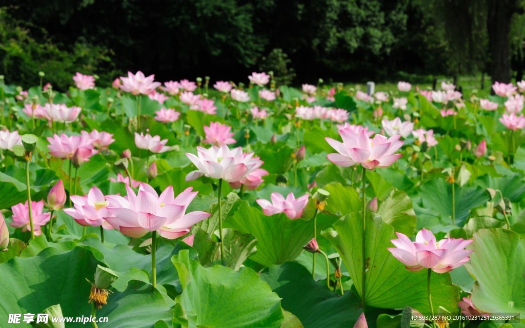 荷花池