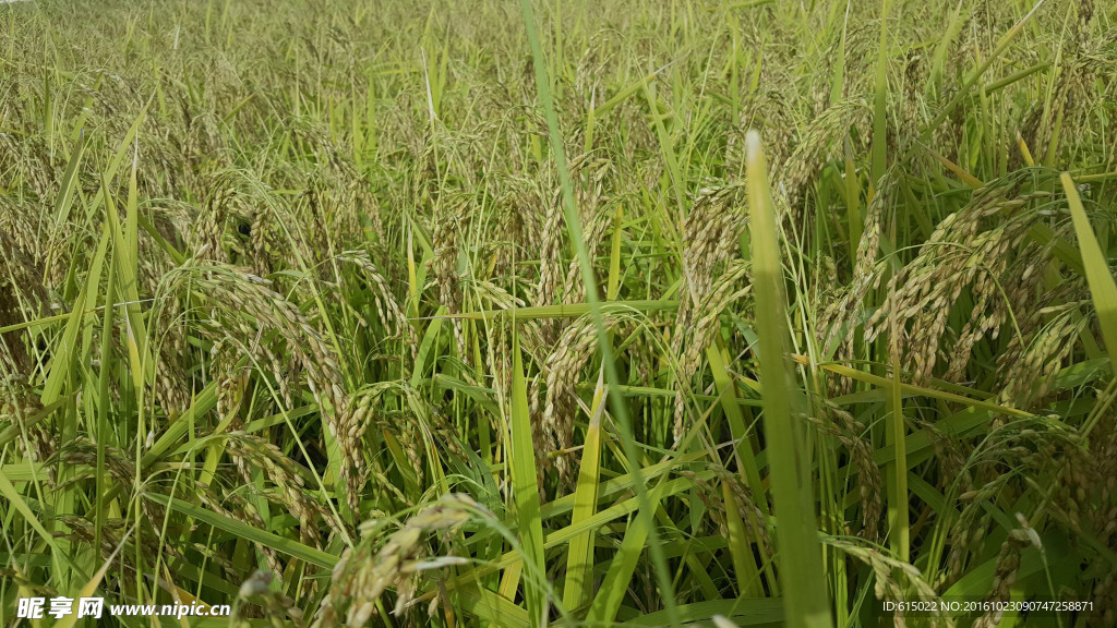 东北水稻田