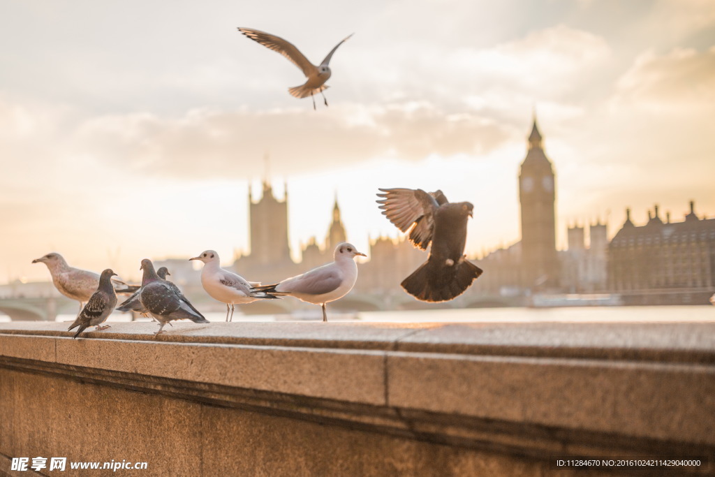 英国和平鸽