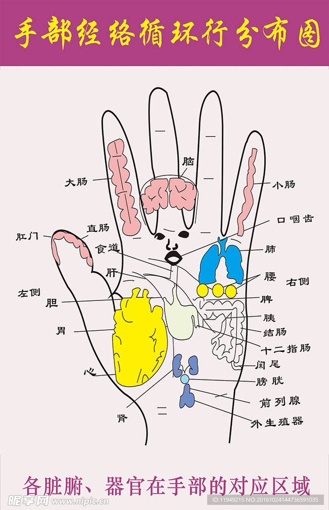 手部经络图
