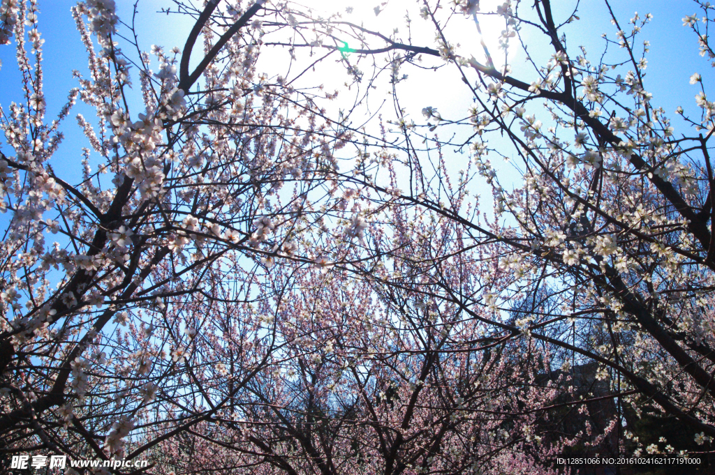 粉色桃花