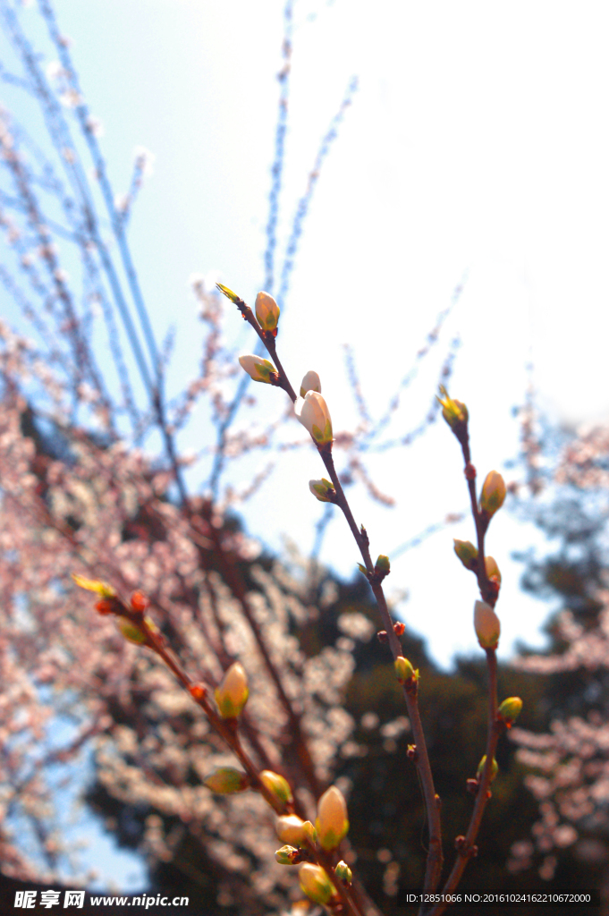 粉色桃花