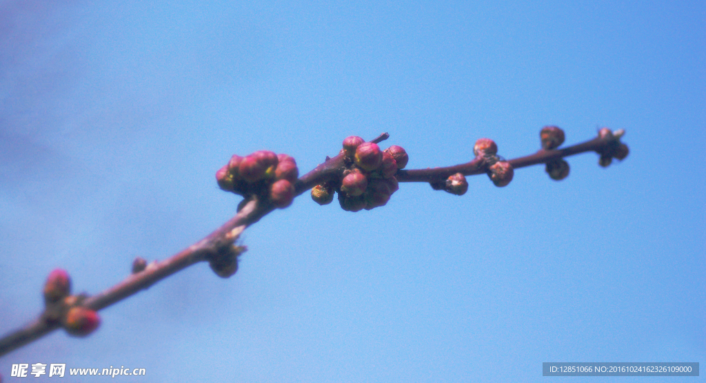 桃花花苞