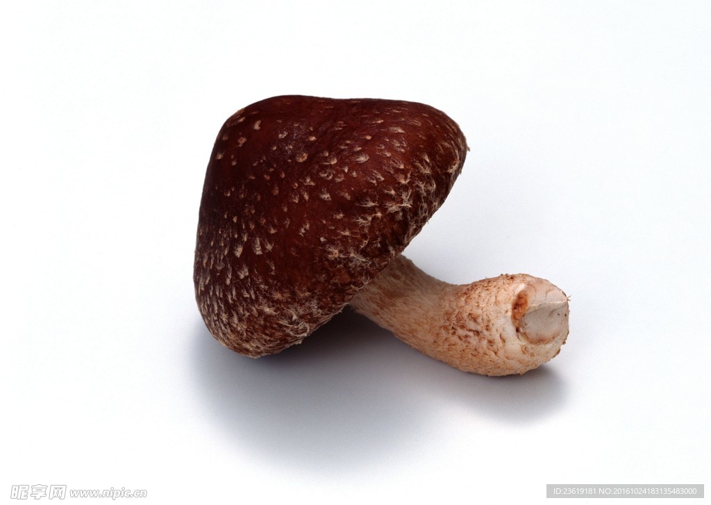 蘑菇