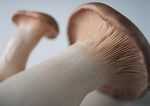 蘑菇