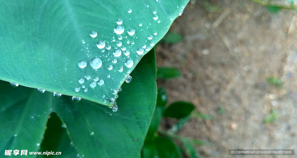 芋艿叶子上的很多水珠 视频