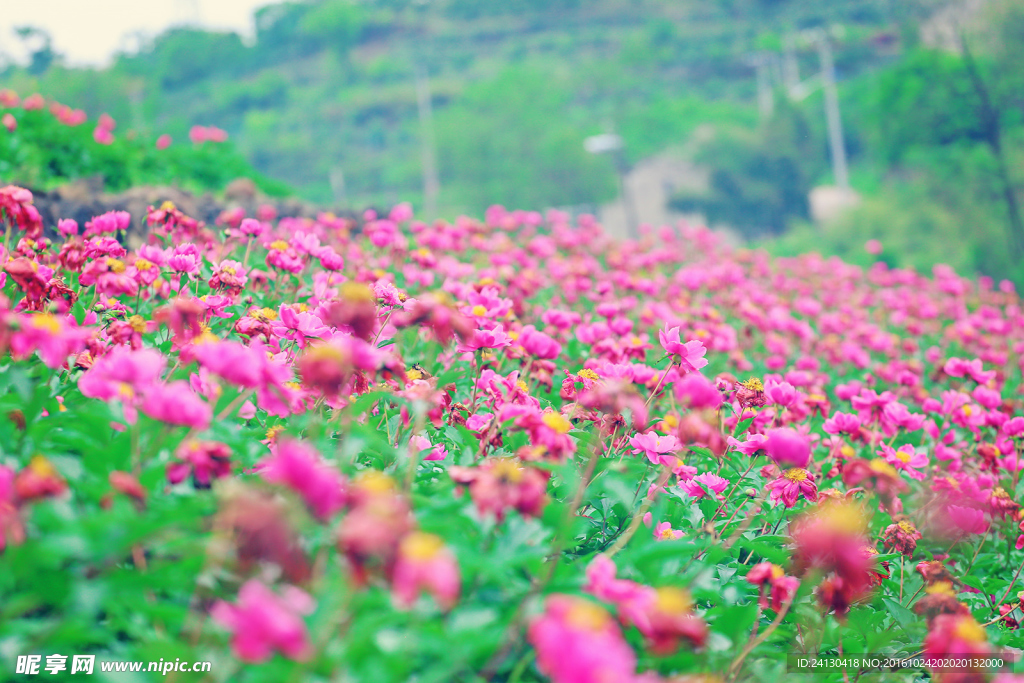 芍药花